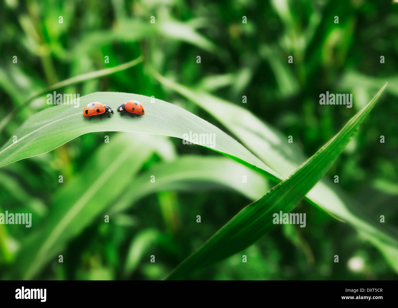 Ladybugs face to face on leaf Stock Photo
