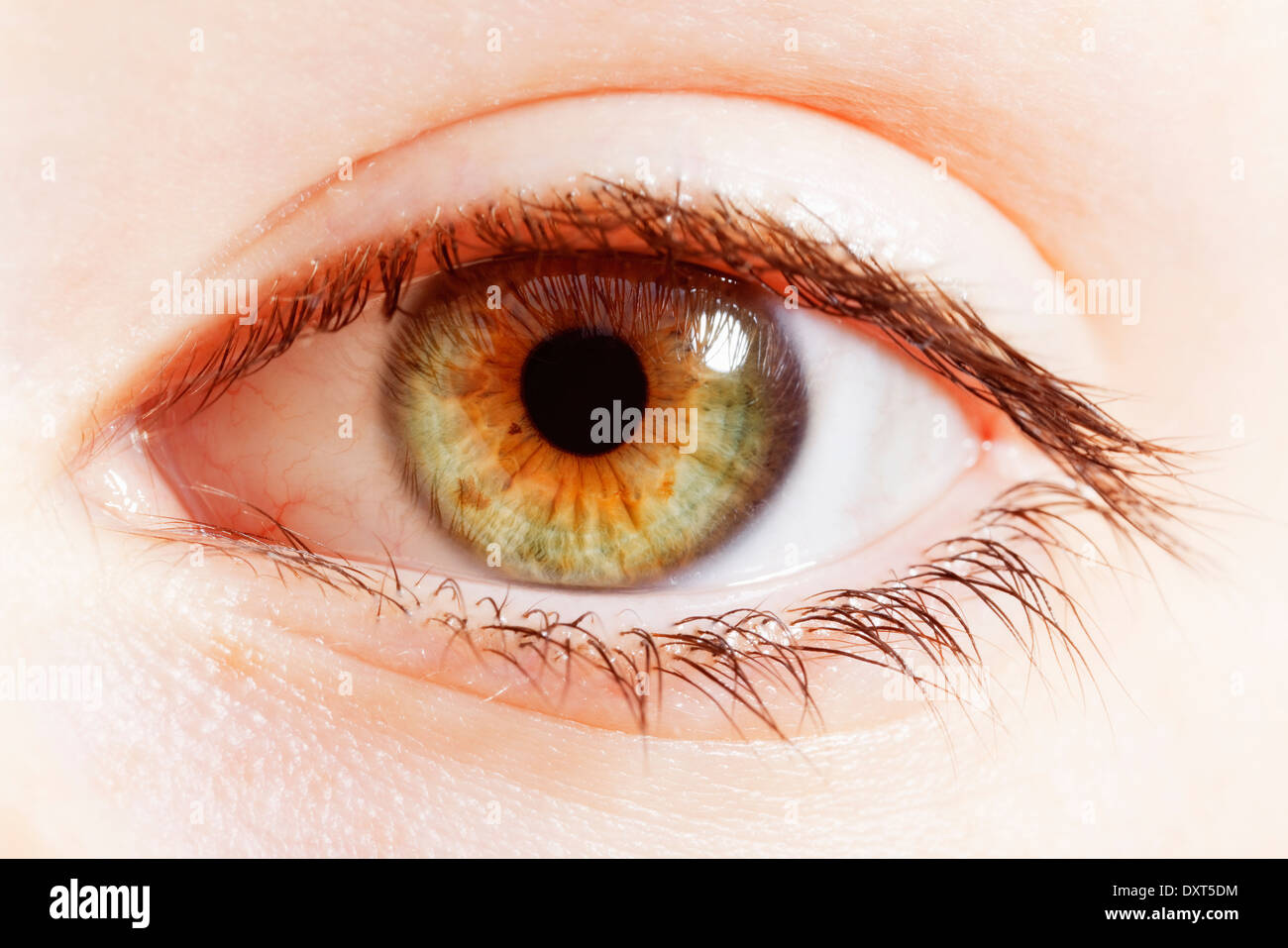 Extreme close up of hazel eye Stock Photo Alamy