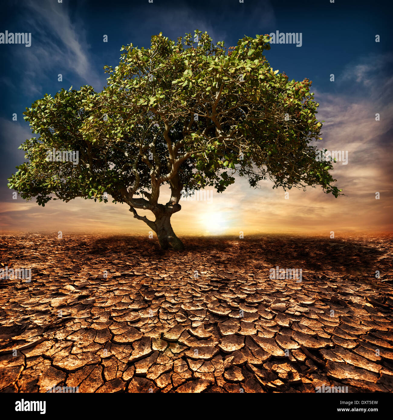 Global warming concept. Lonely green tree under dramatic evening sunset sky at drought cracked desert landscape Stock Photo