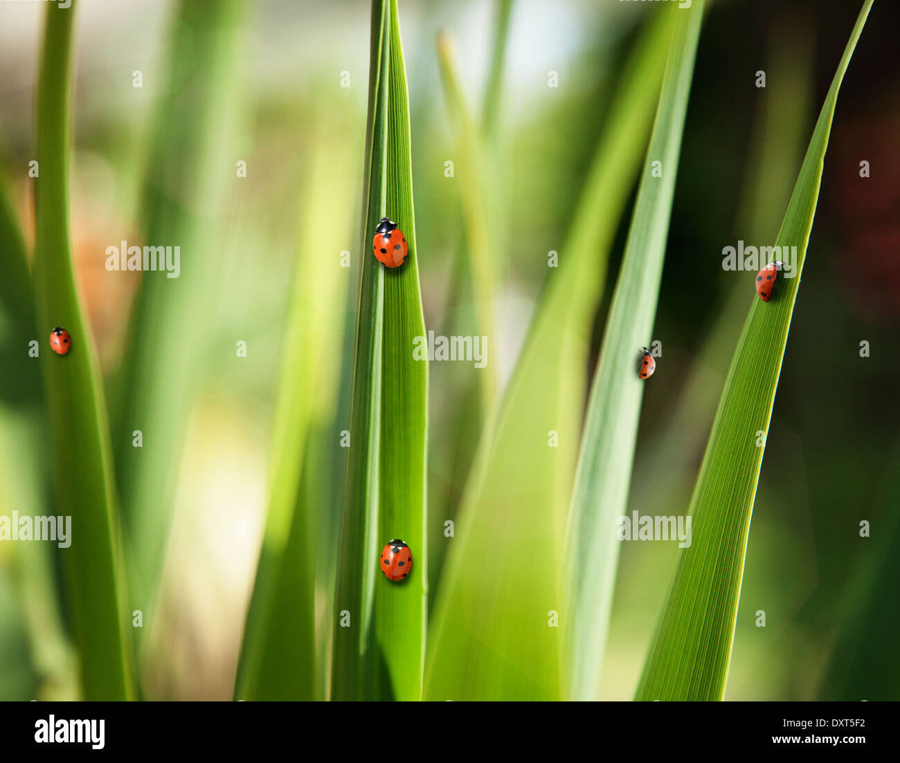 Ladybugs on leaves Stock Photo - Alamy