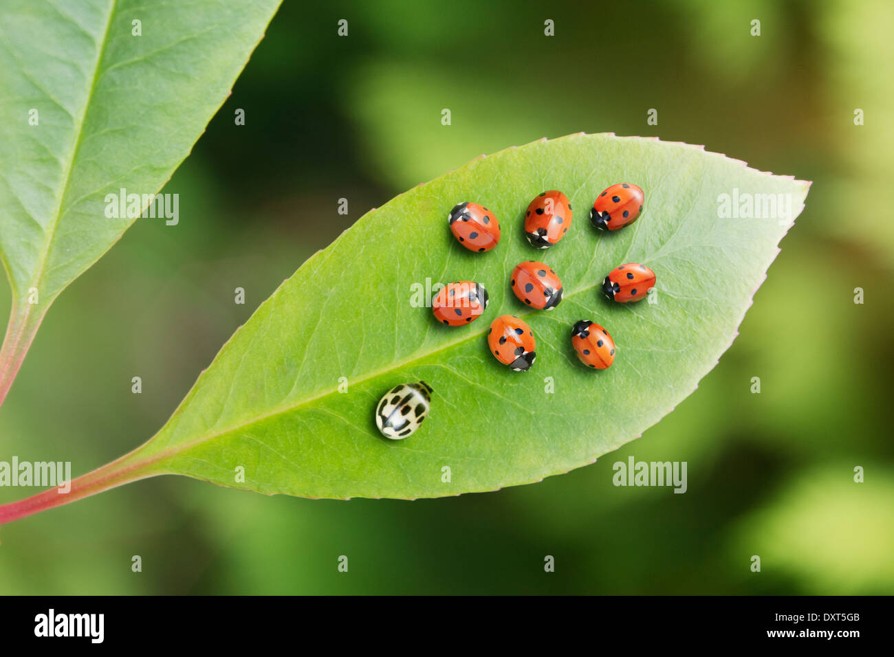 Unique ladybug standing out from the crowd on leaf Stock Photo