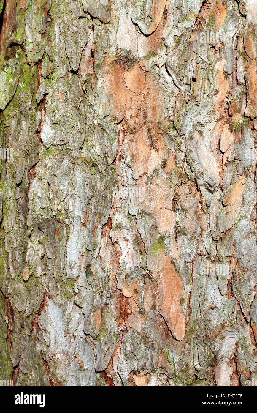european larch ( larix decidua ) textured bark detail Stock Photo