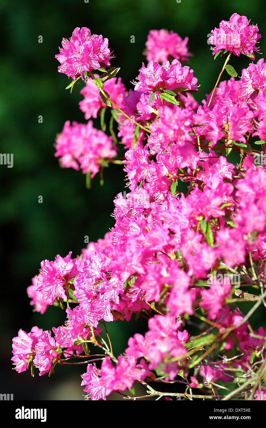 Spring Rhododendron Spring rhododendron bathed in Spring sunshine Stock Photo - Alamy