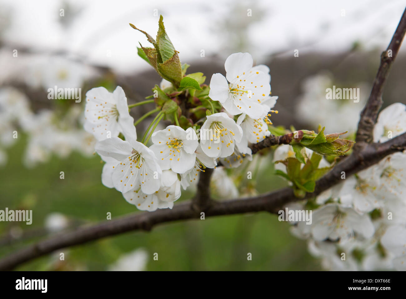 apple tree blooming with white blossom Stock Photo Alamy