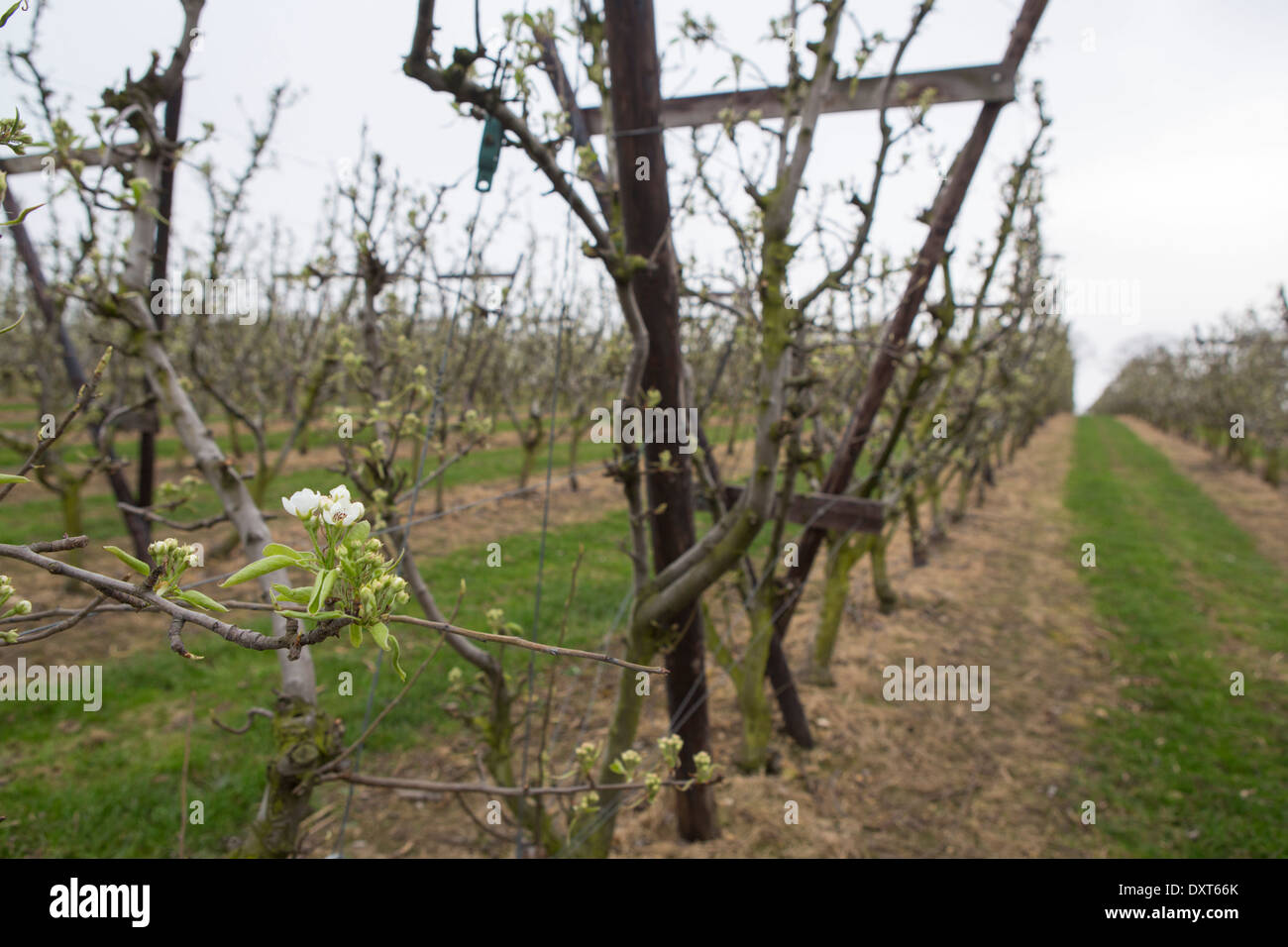 Apple tree orchard with modern low strain fruit cultivation in the province of Noord Limburg in the Netherlands Stock Photo