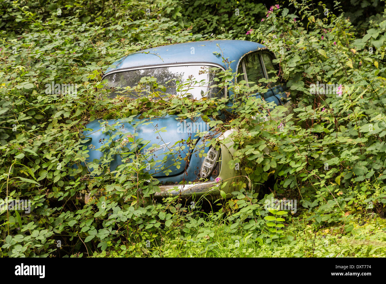 Wartburg classic car abandoned in woodland and overgrown Stock Photo