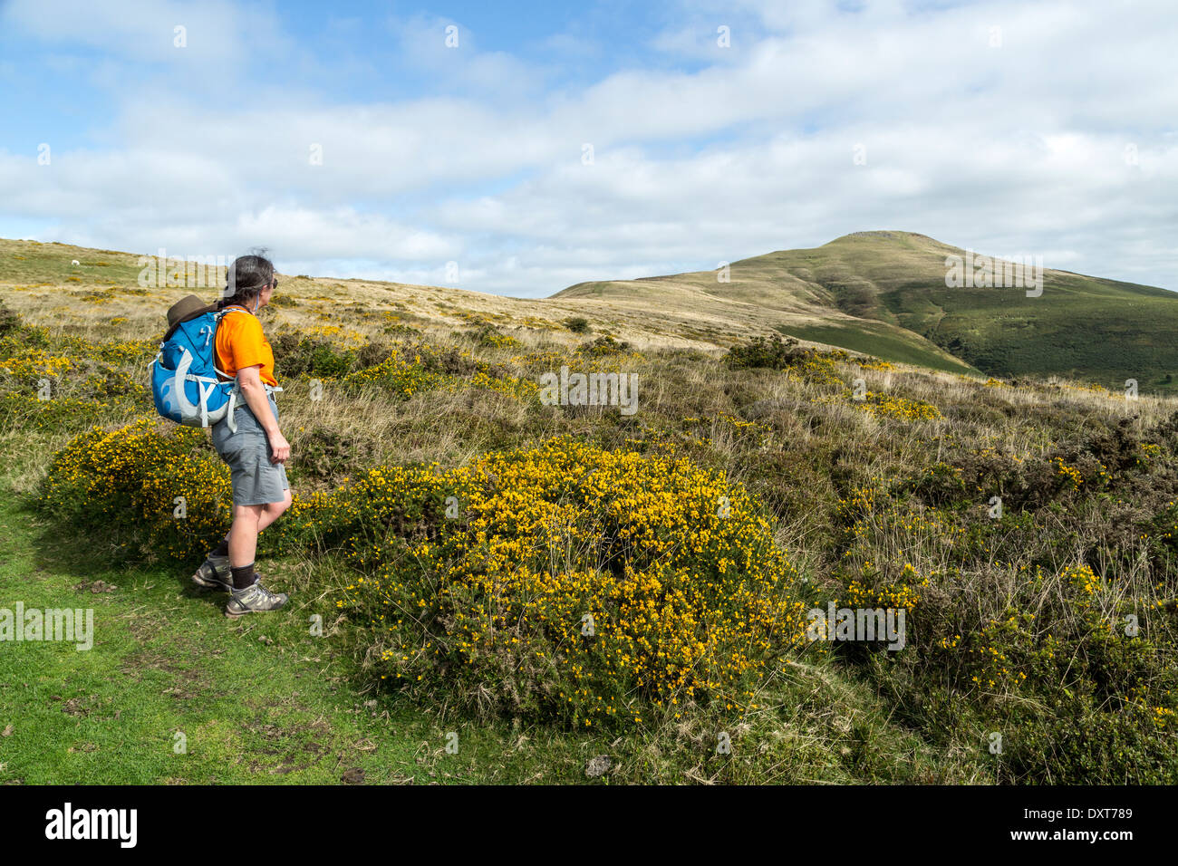 Walker approaching the Sugar Loaf mountain from the west, Abergavenny, Wales, UK Stock Photo