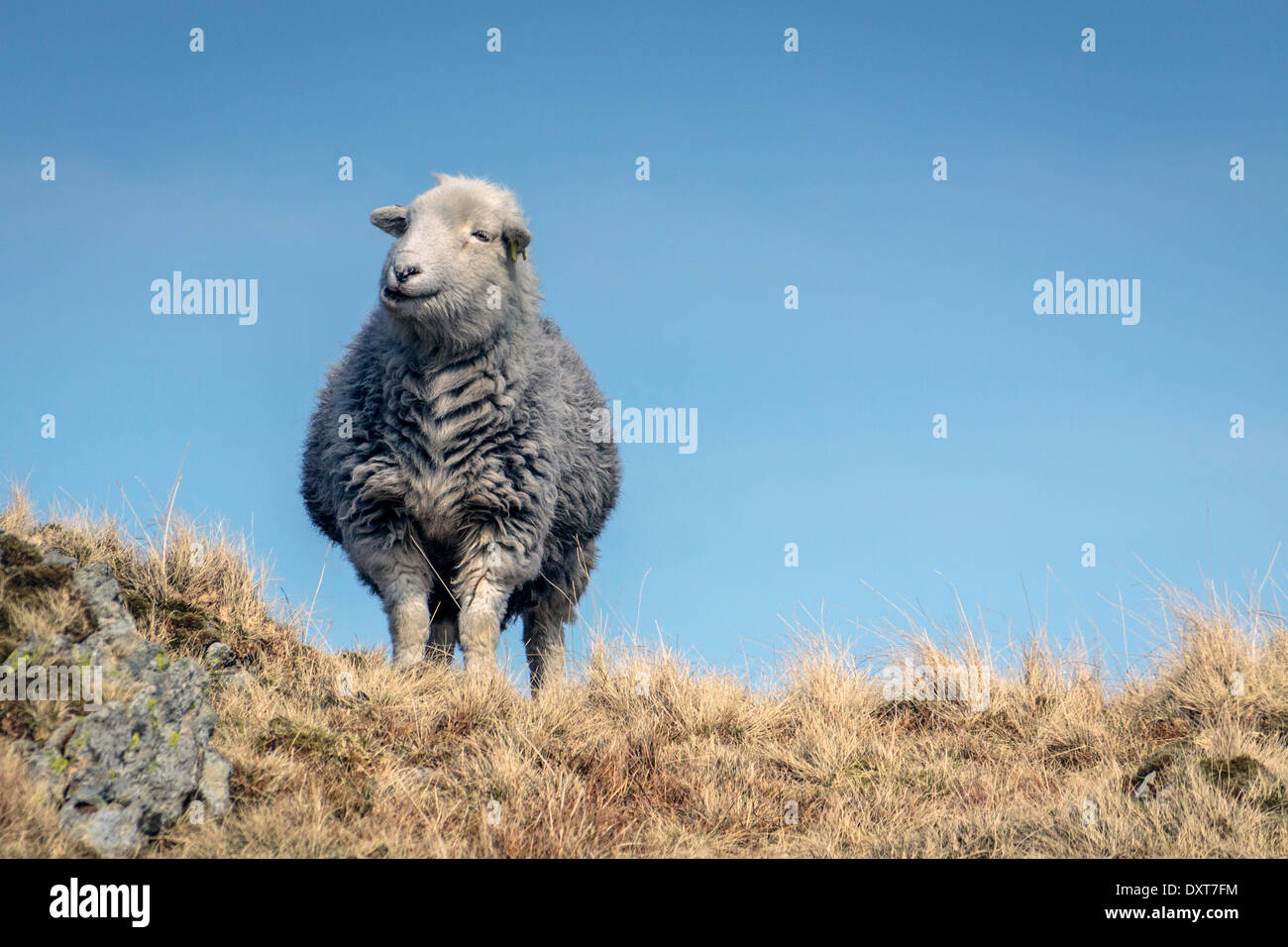 Fat Lamb Images – Browse 8 Stock Photos, Vectors, and Video