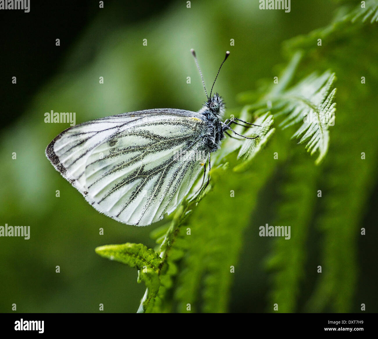 Green Veined White Butterfly Stock Photo