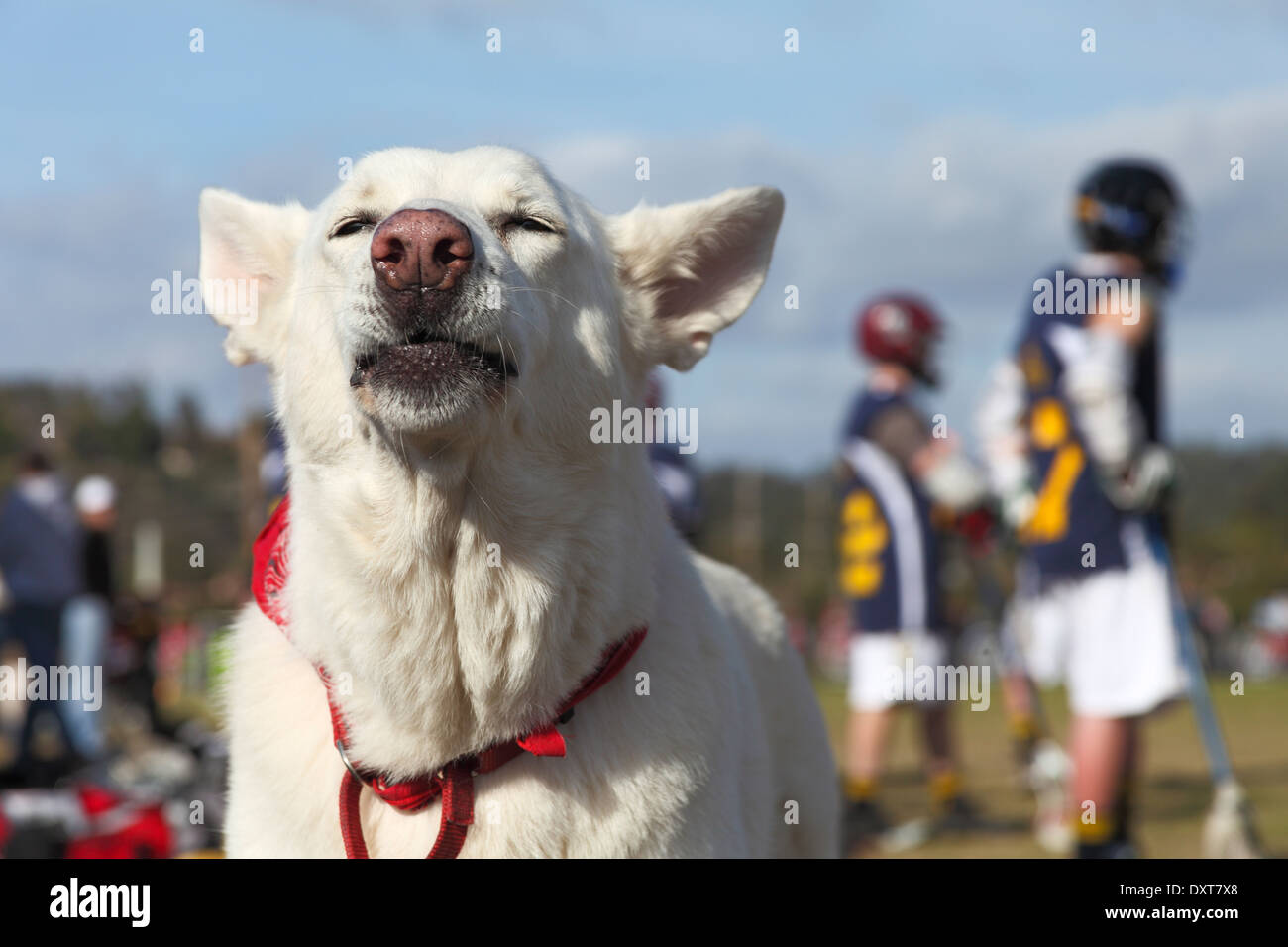 Dog appears to be cheering on lacrosse players Stock Photo