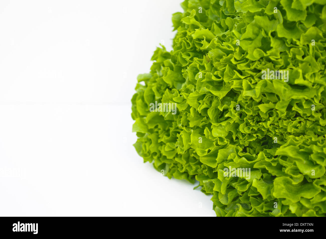 Crisphead lettuce hires stock photography and images Alamy