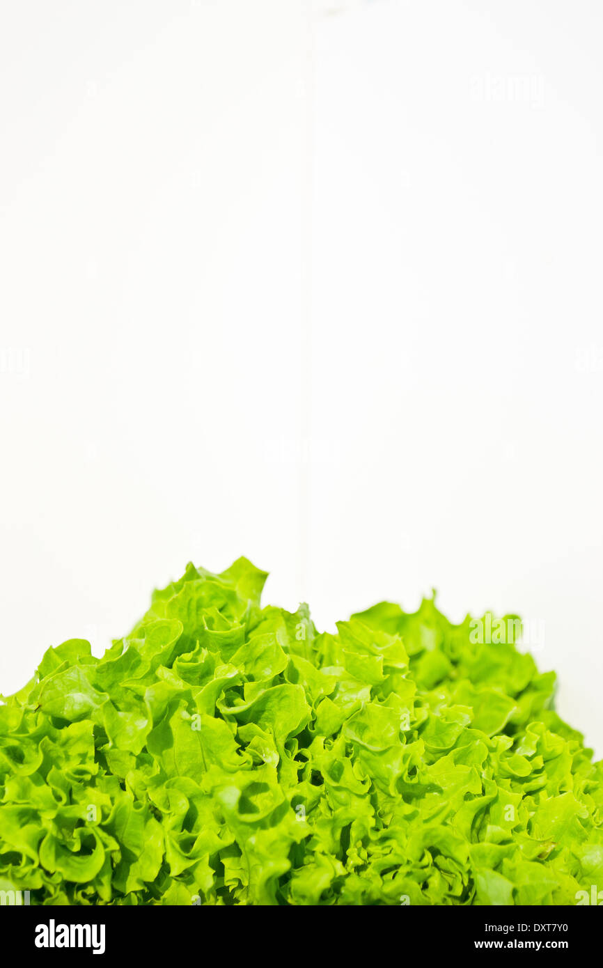 Lettuce is an annual green leafy vegetable. Lettuce is often used for salads and it is a good source of vitamin A K C. Stock Photo