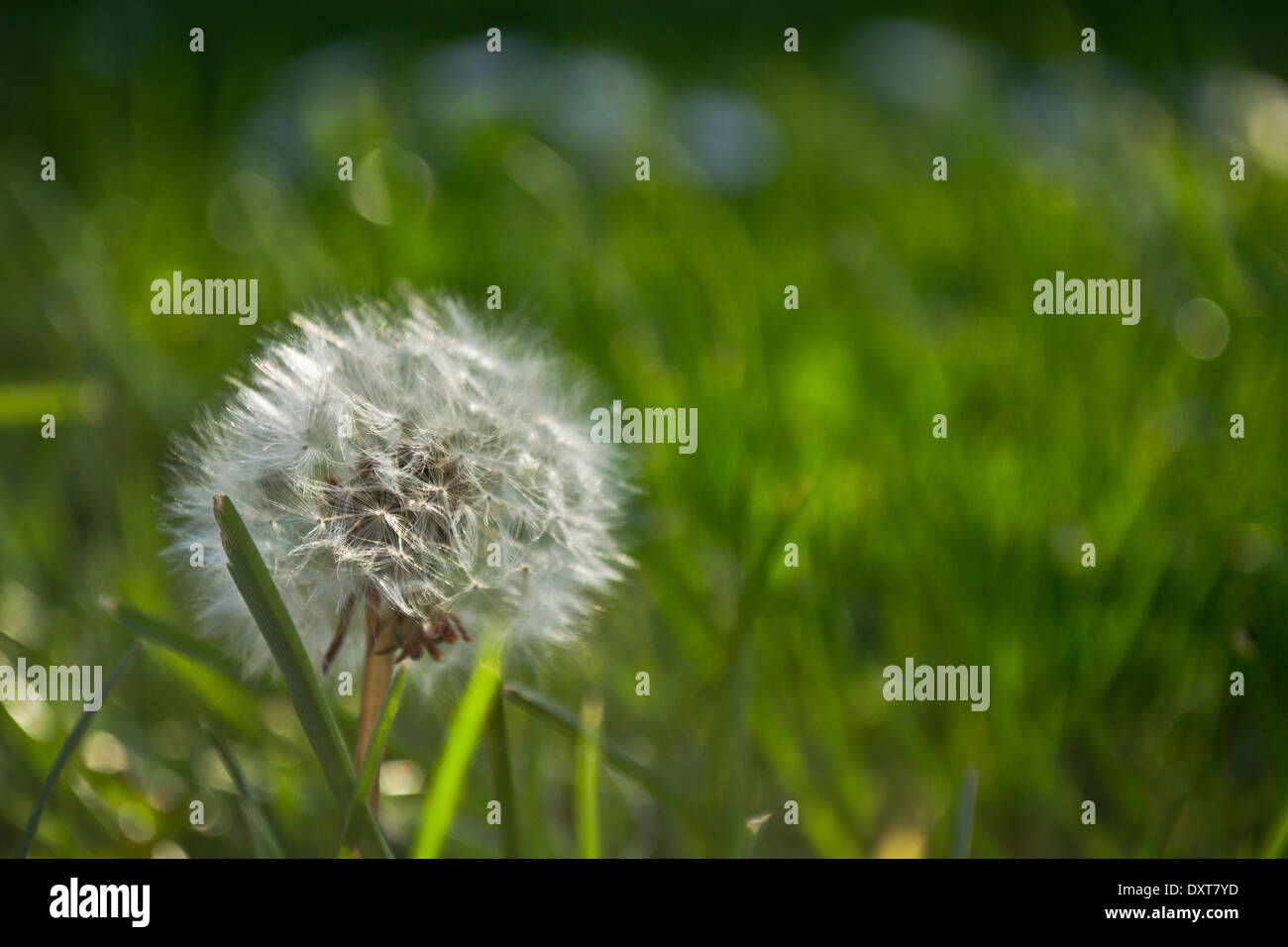 A dandelion/taraxacum in the grass on a bright day in Spring. The taraxacum is in the foreground surrounded by a green field. Stock Photo