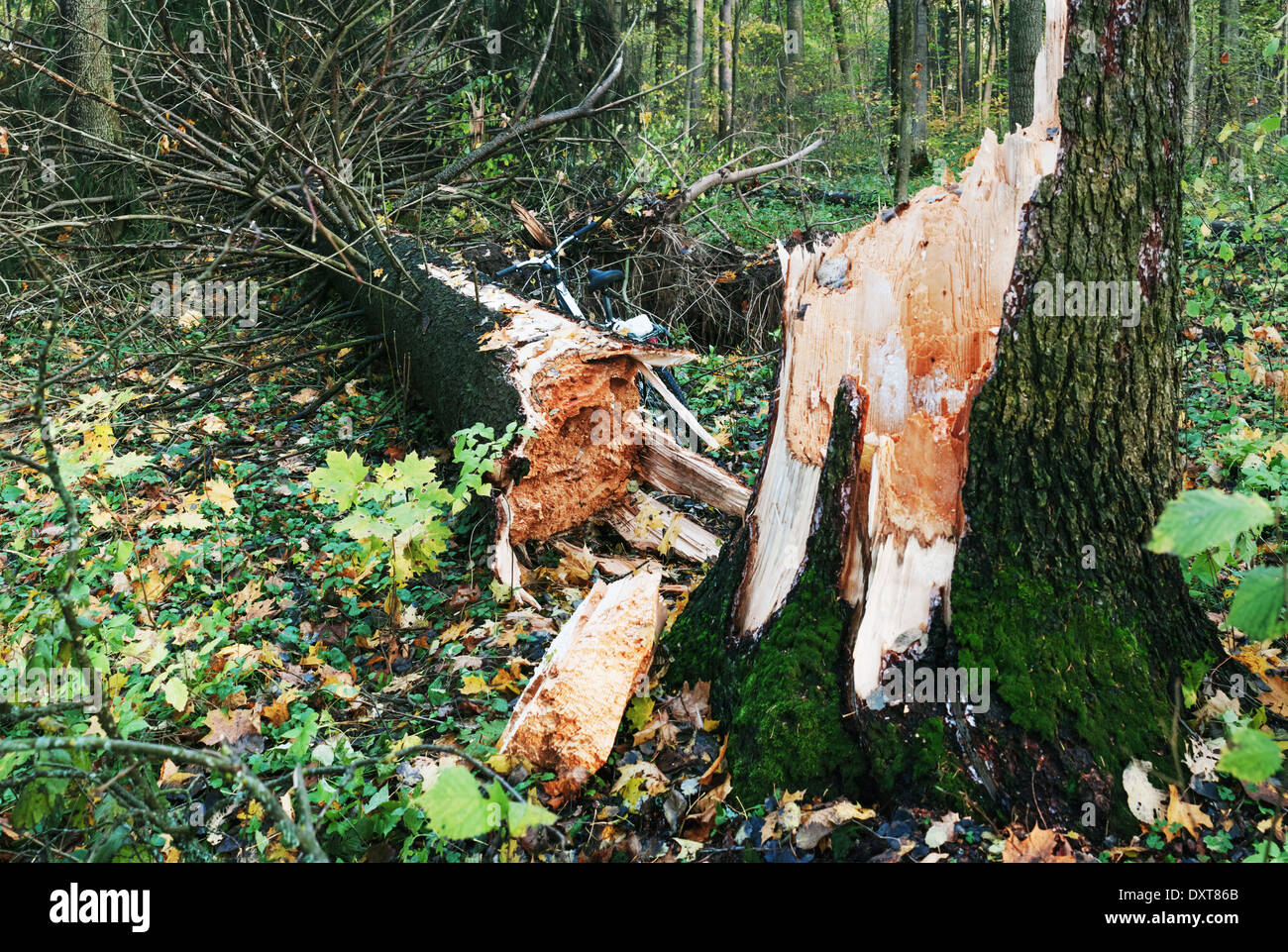 Gold Rings Fir Tree High Resolution Stock Photography and Images - Alamy