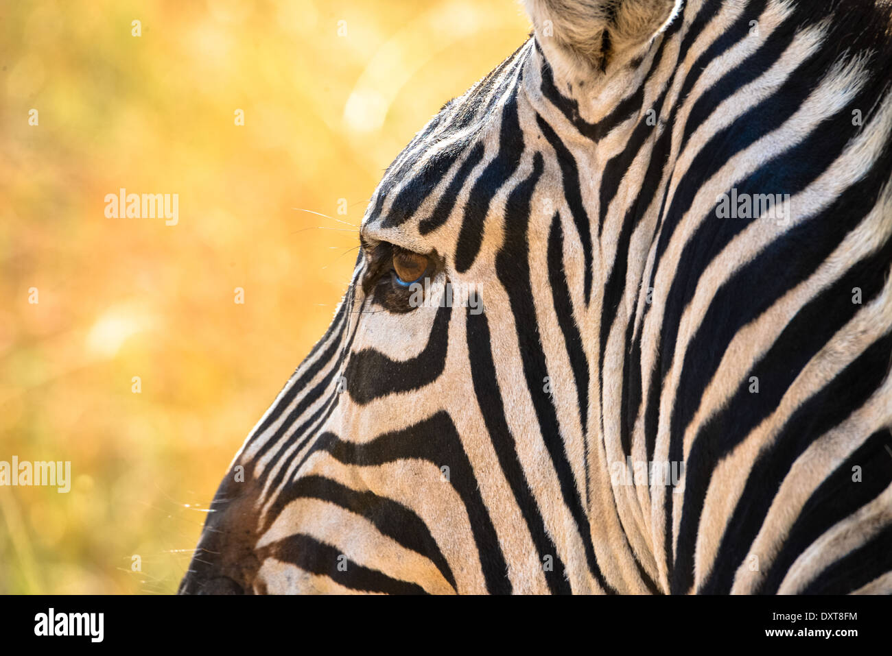 zebra in masai mara national park, kenya, africa Stock Photo