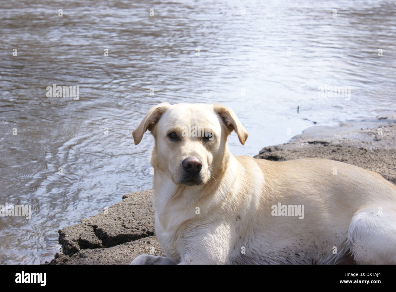 Yellow Labrador Retriever laying down on a sandbar along a river Stock ...