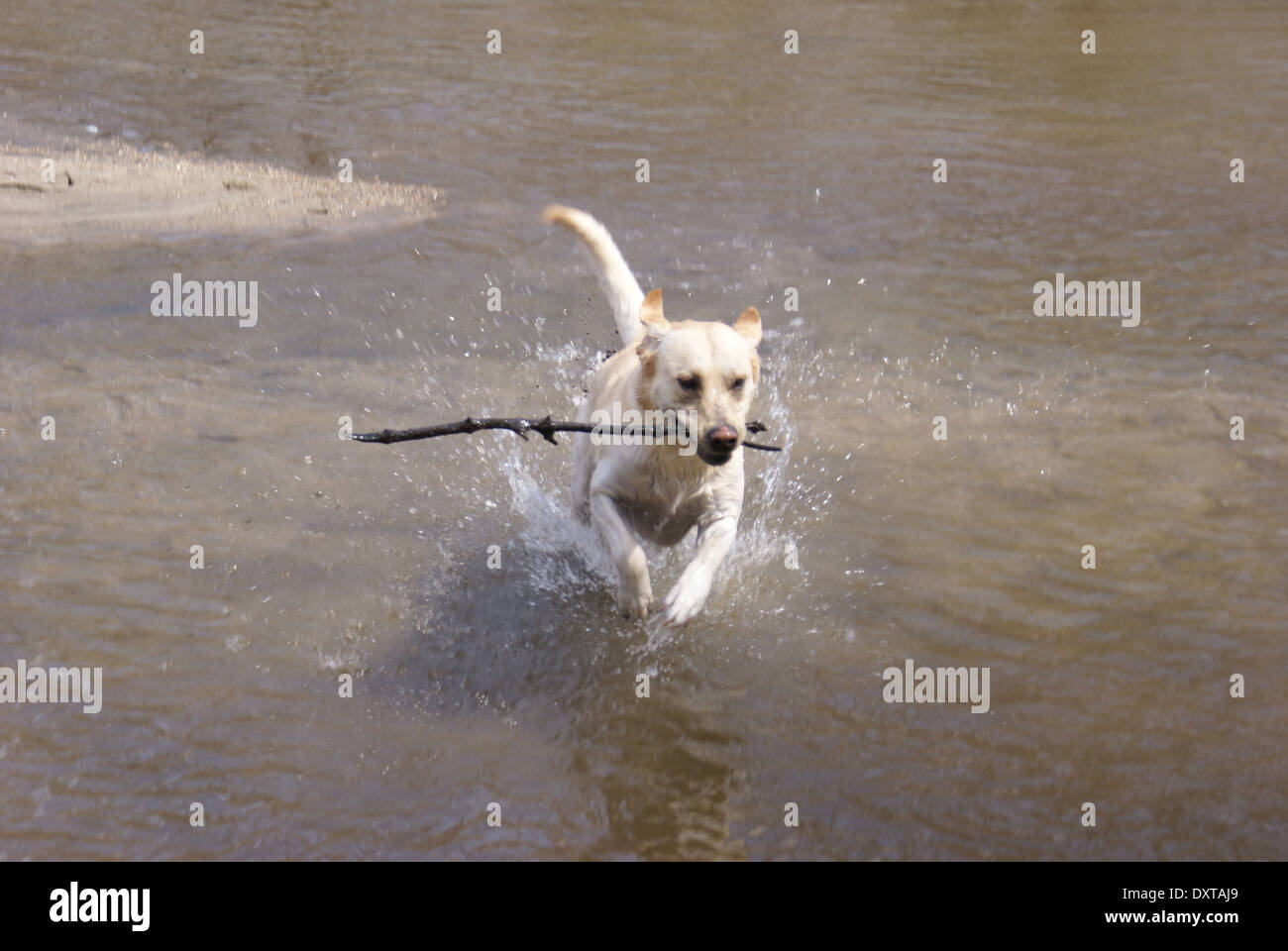 Yellow Lab playing fetch with a large stick in a shallow river. He is running through the water with the stick Stock Photo