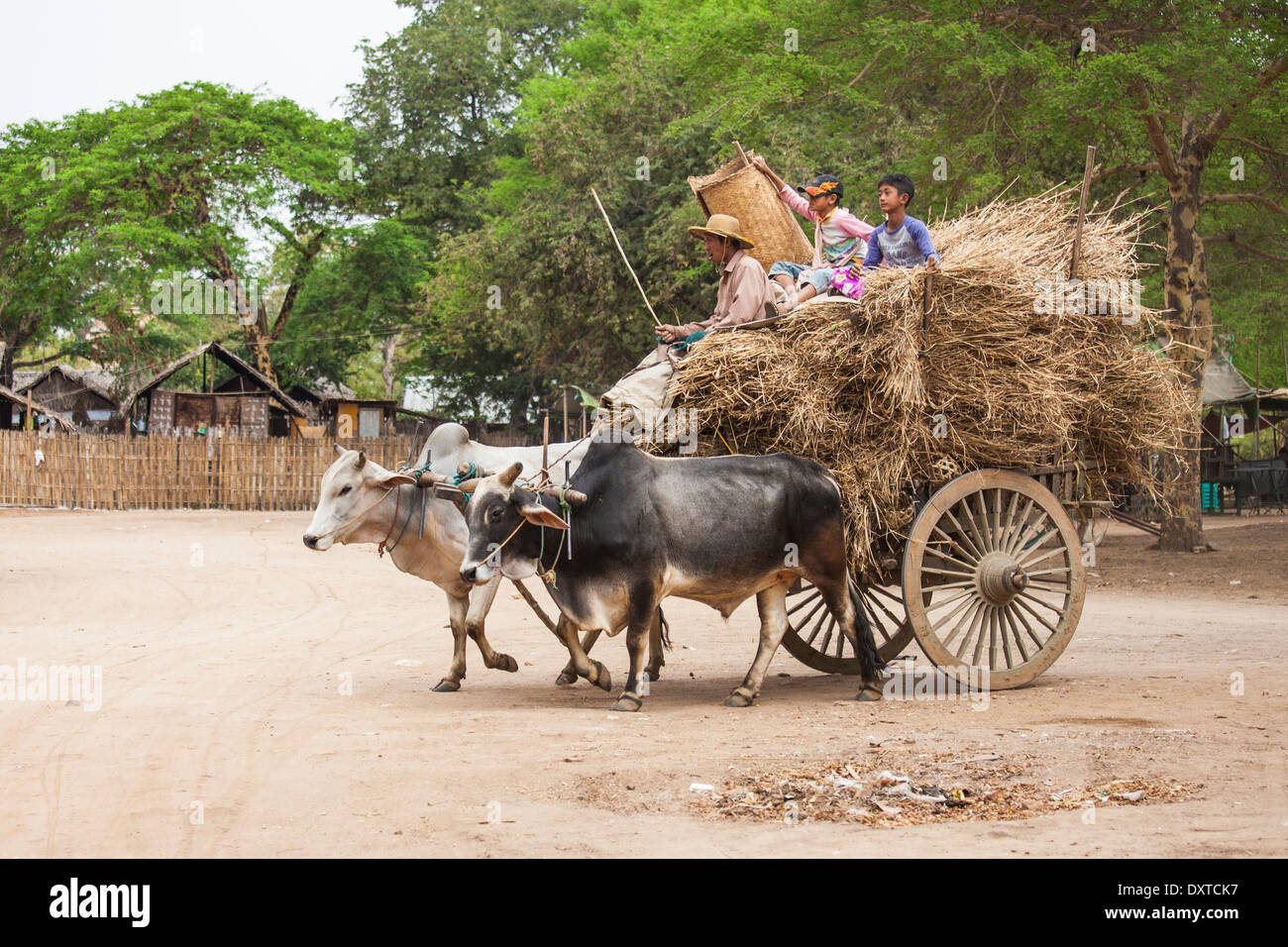Oxen cart, Bagan, Myanmar Stock Photo