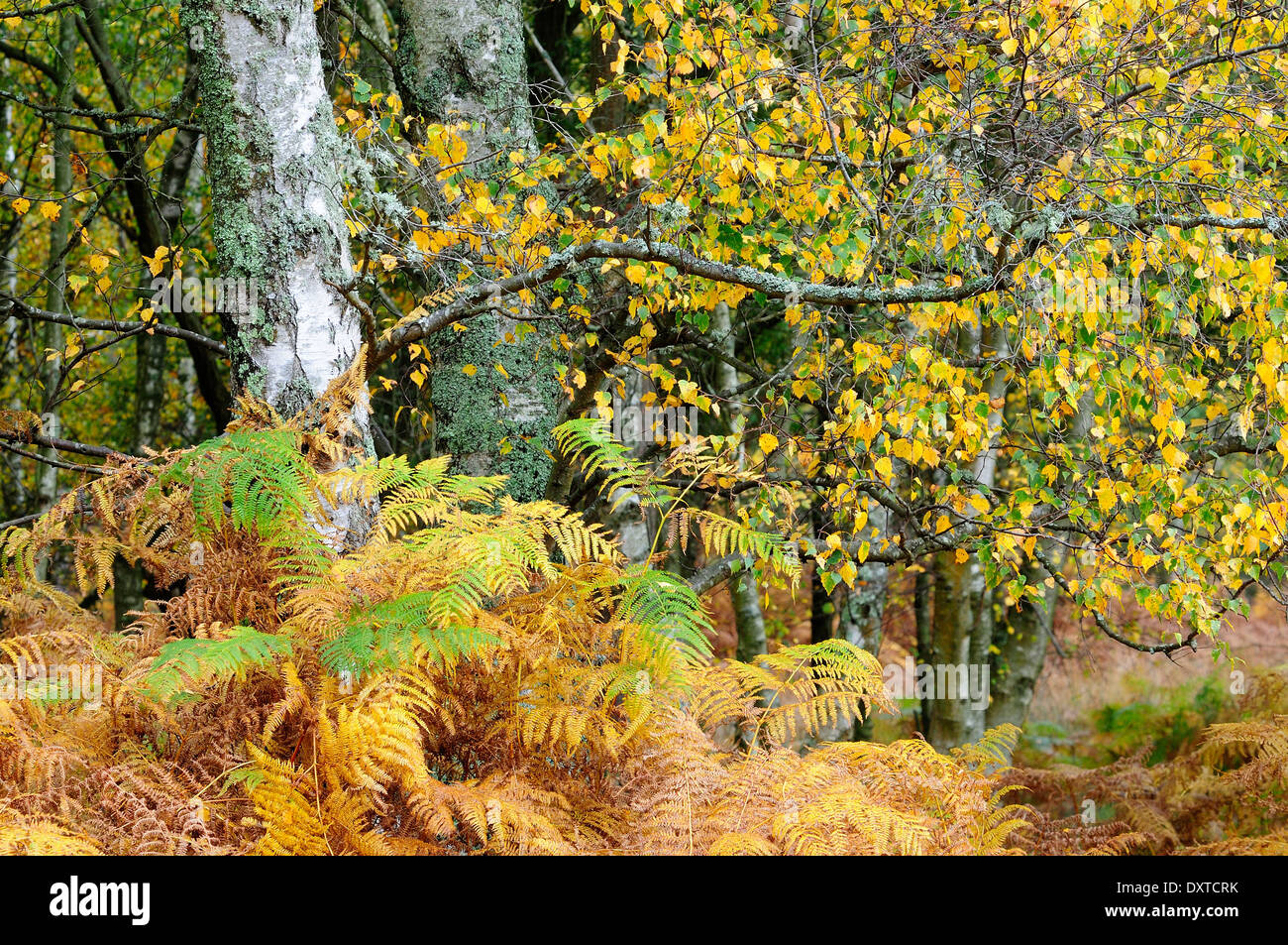 Silver birch and bracken in autumn Stock Photo