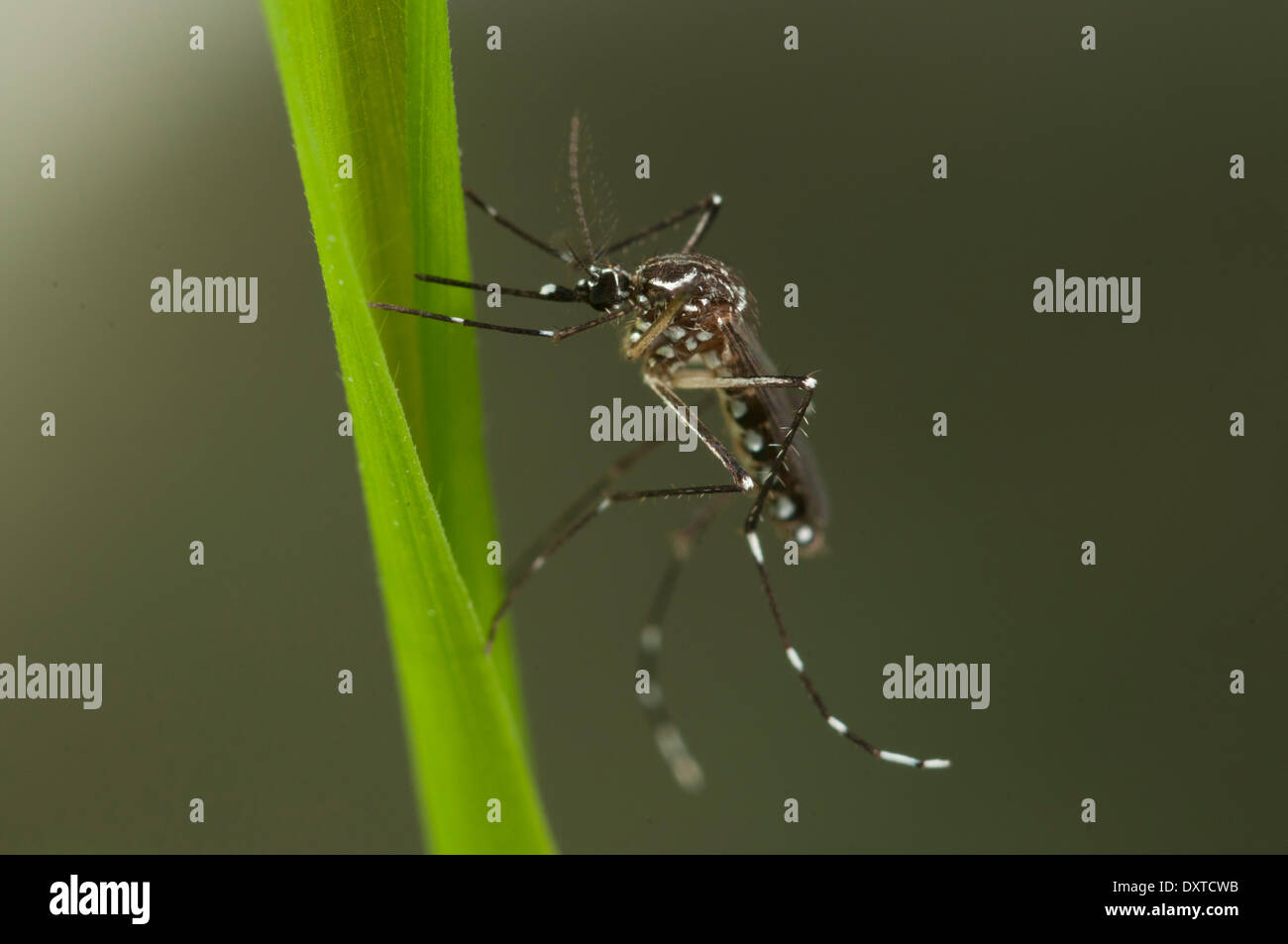 Aedes aegypti female resting into vegetation. One of the most common mosquito species worldwide, invasive to Europe in the past and carrier of Dengue, Yellow Fever and other diseases. Stock Photo