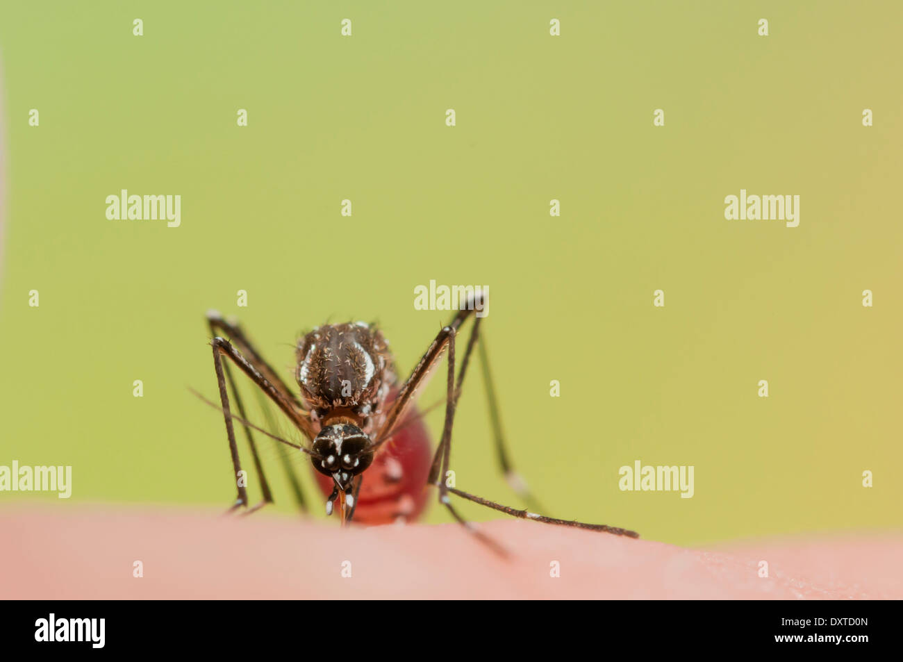 Dengue Fever Bite High Resolution Stock Photography and Images Alamy