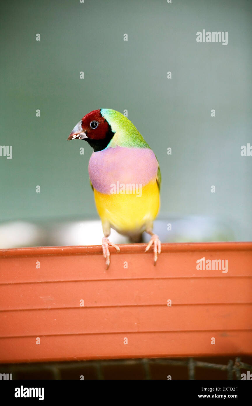 Australian Native Red Head Gouldian Rainbow Finch Perched on Fence Stock Photo
