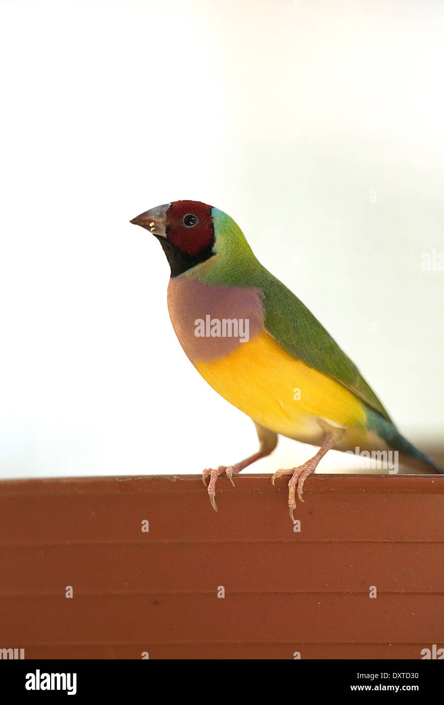 Red faced Gouldian Finch Red headed Grass Finch perched on fence with white background Stock Photo