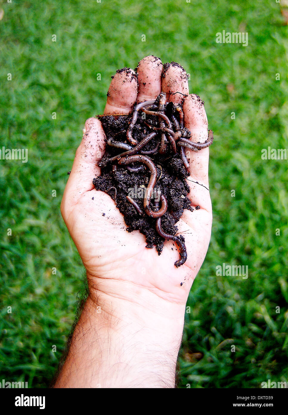 Male hand hold earthworms and soil Stock Photo