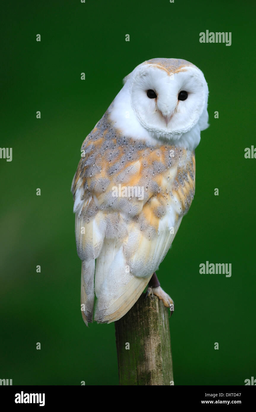 A barn owl on a fence post UK Stock Photo