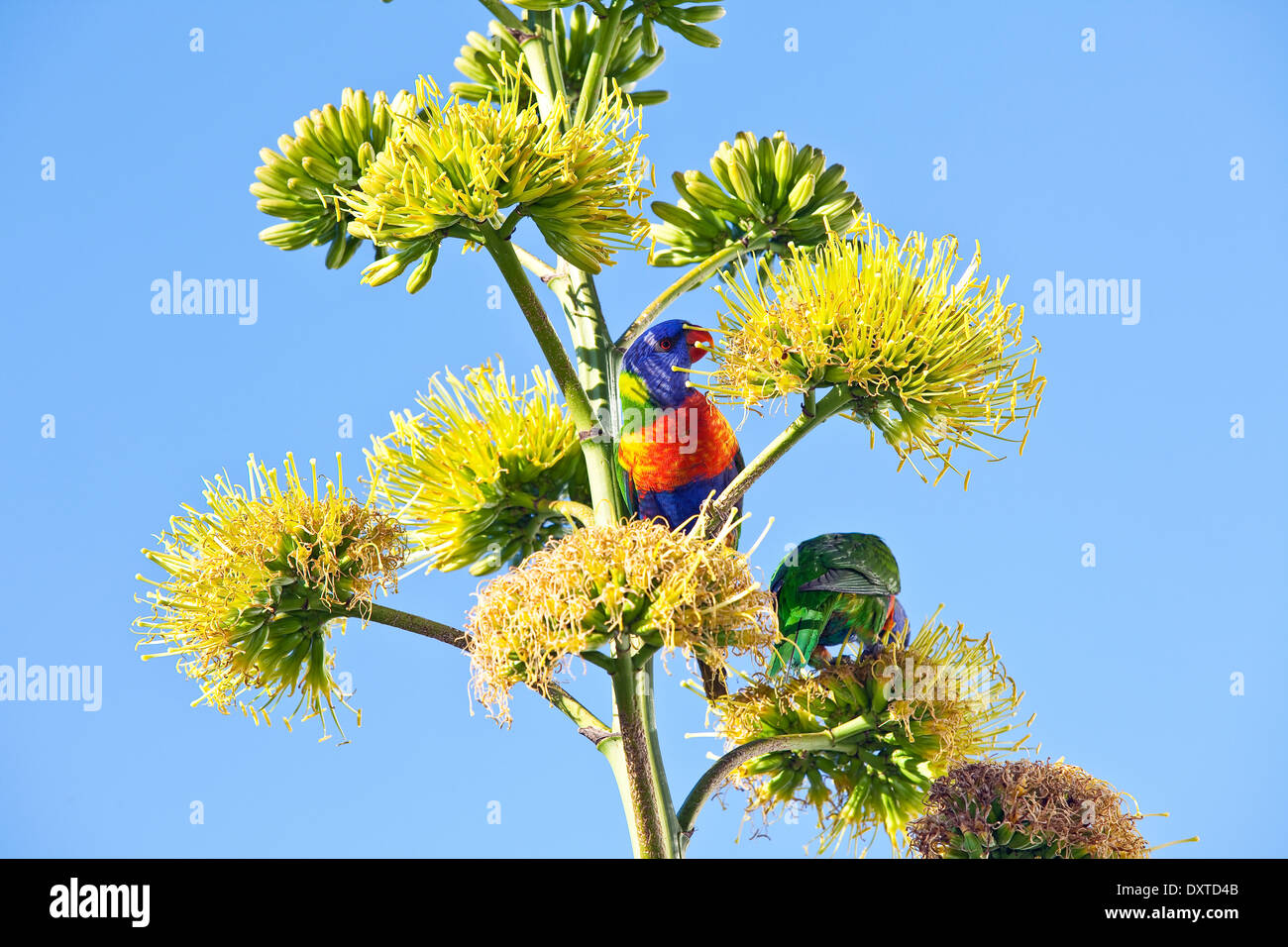 Australian Native Rainbow Lorikeets feeding on flowers Stock Photo