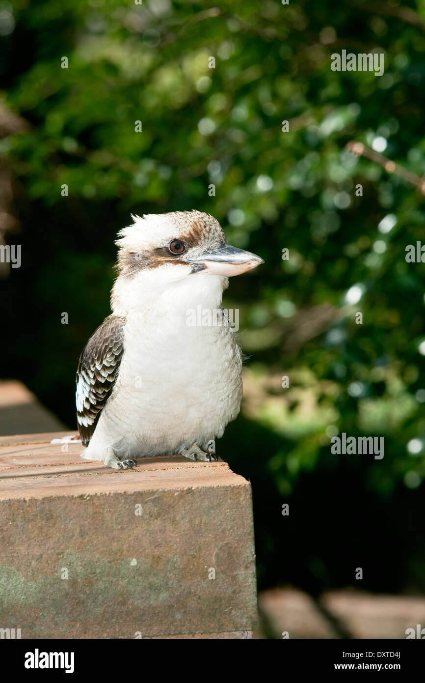 Native Australian Bird Kookaburra perched on fence Stock Photo