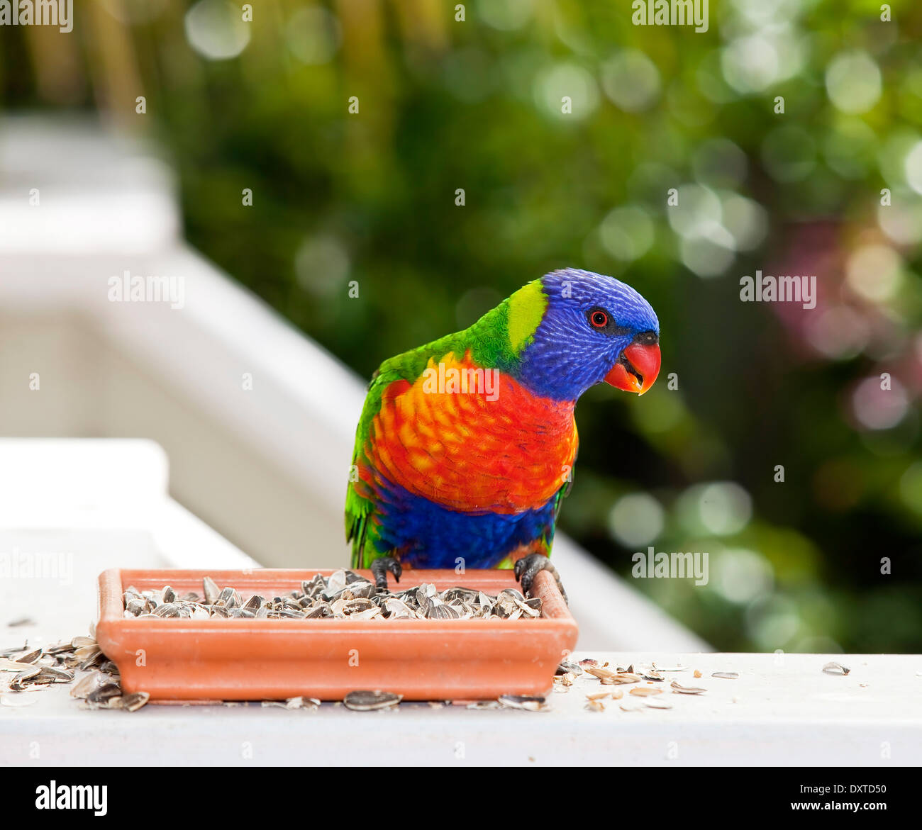 Australian Native Parrot Rainbow Lorikeet feeding from seed tray. Stock Photo