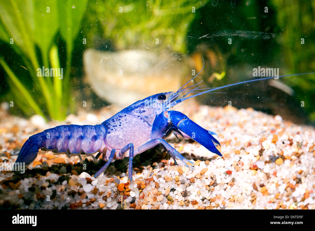 Pet freshwater Crayfish Blue Yabby in Aquarium Stock Photo