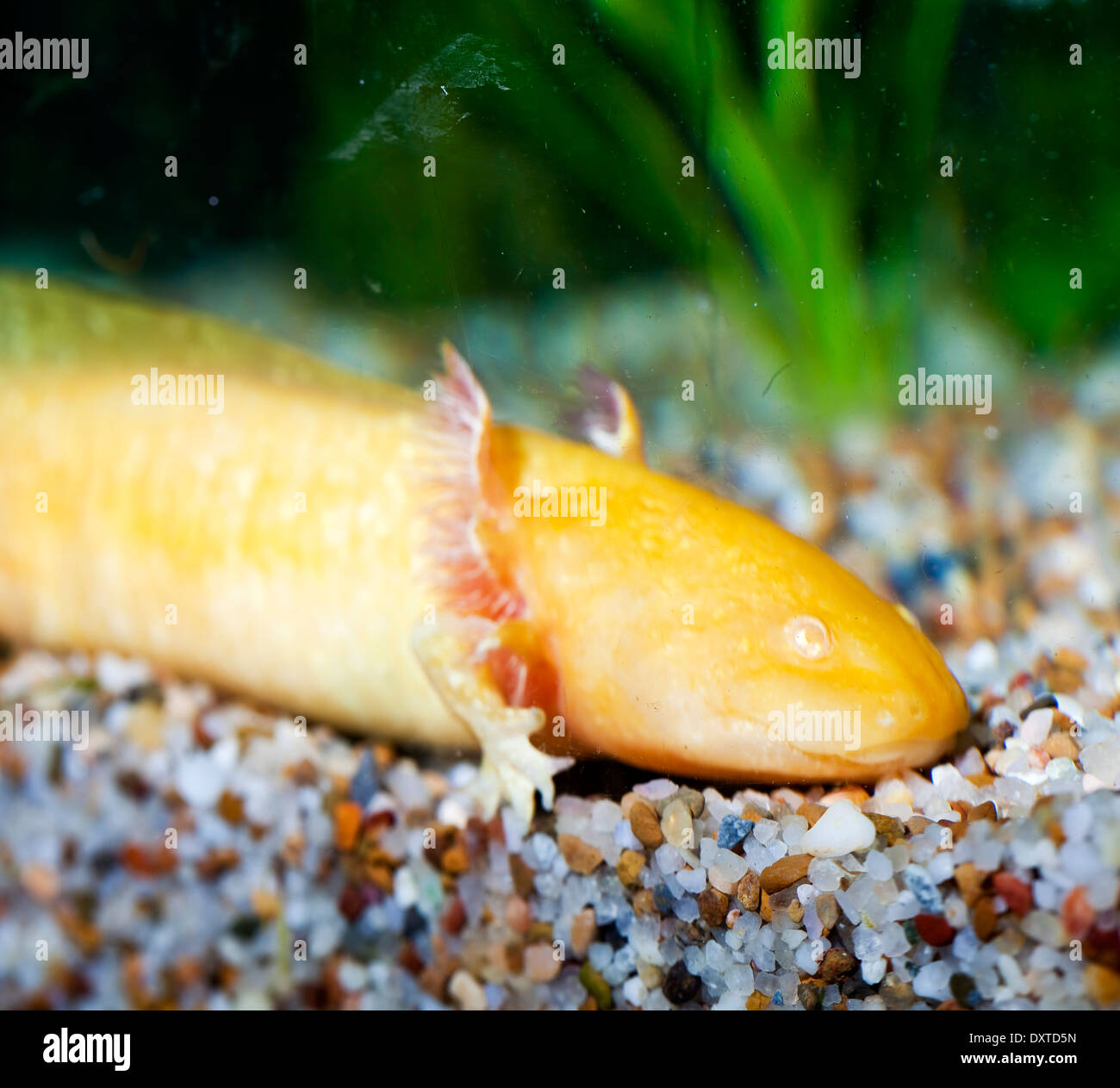 Mexican Salamander Golden Axolotl in Fish Tank/Aquarium Stock Photo