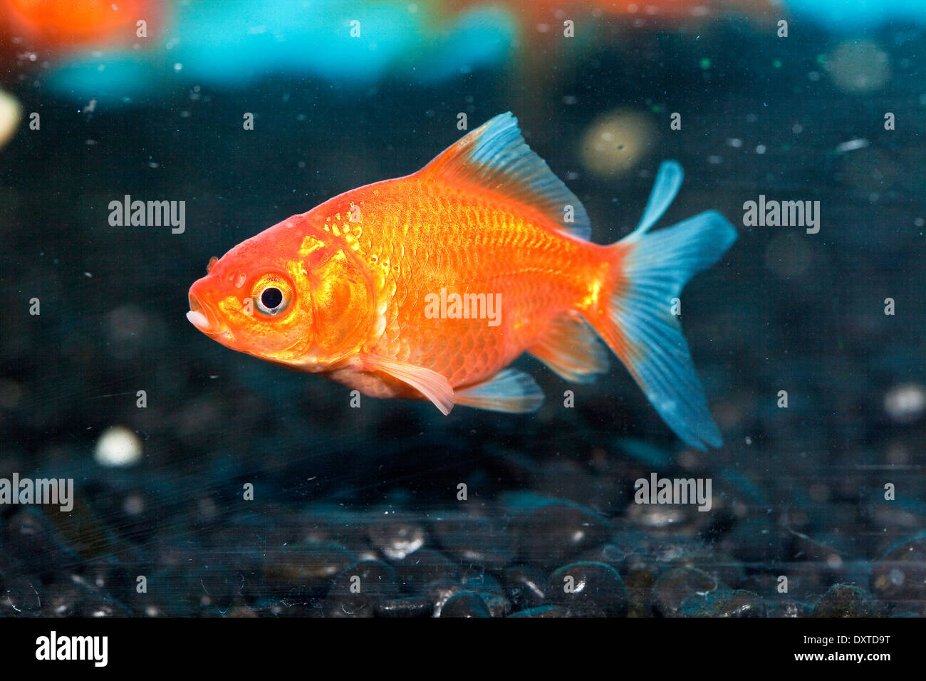 Goldfish in Aquarium Stock Photo