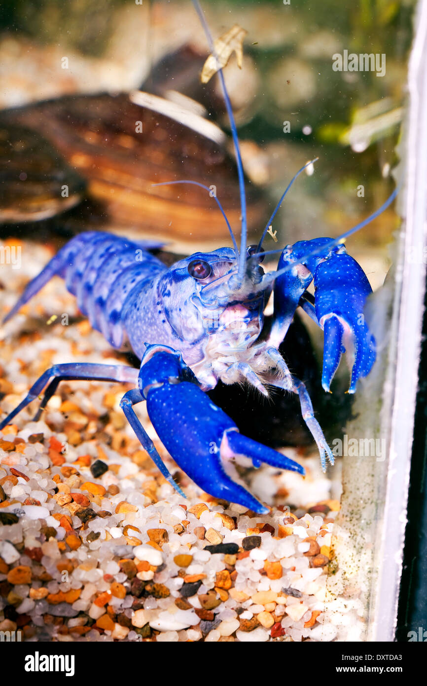 Fresh Water Blue Yabbie in tank - Crayfish pet Stock Photo