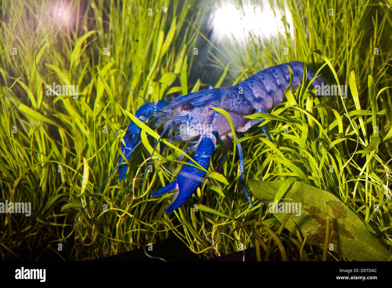 Fresh Water Blue Yabbie in tank - Crayfish pet Stock Photo
