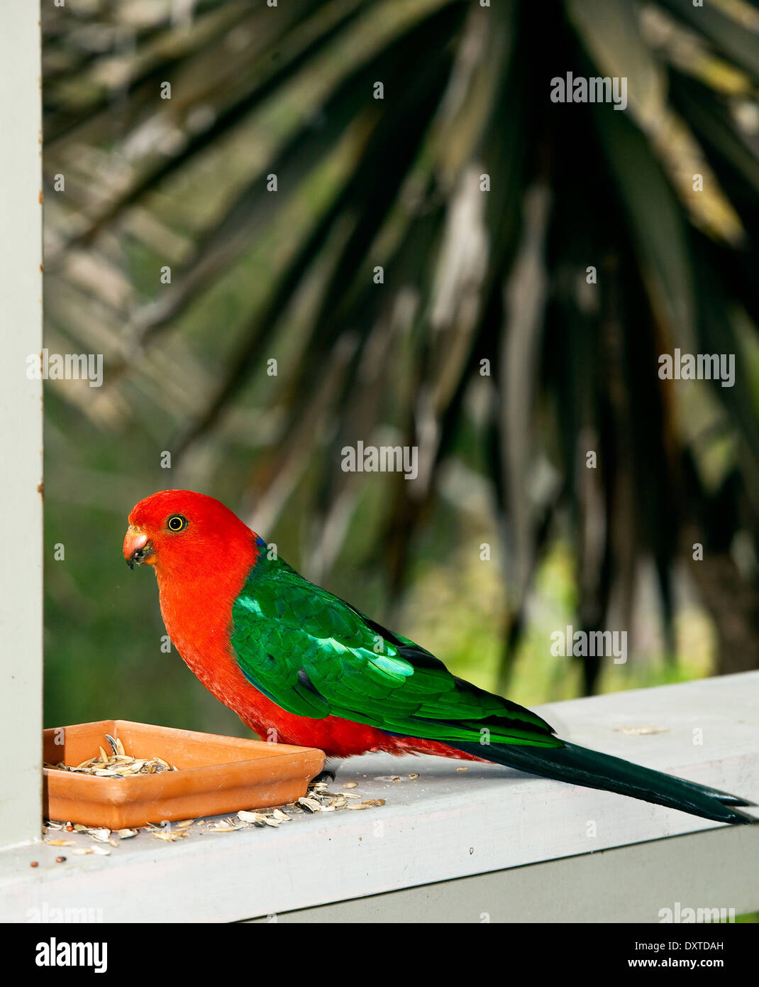 Australian Native King Parrot Feeding Stock Photo