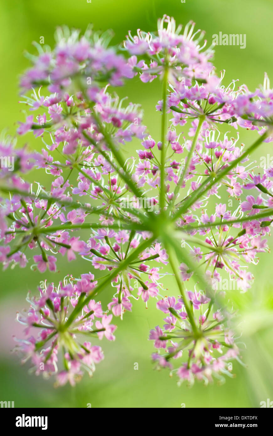 Chaerophyllum hirsutum 'Roseum',Hairy Chervil. Perennial, May. Pink flower head shot from behind. Stock Photo