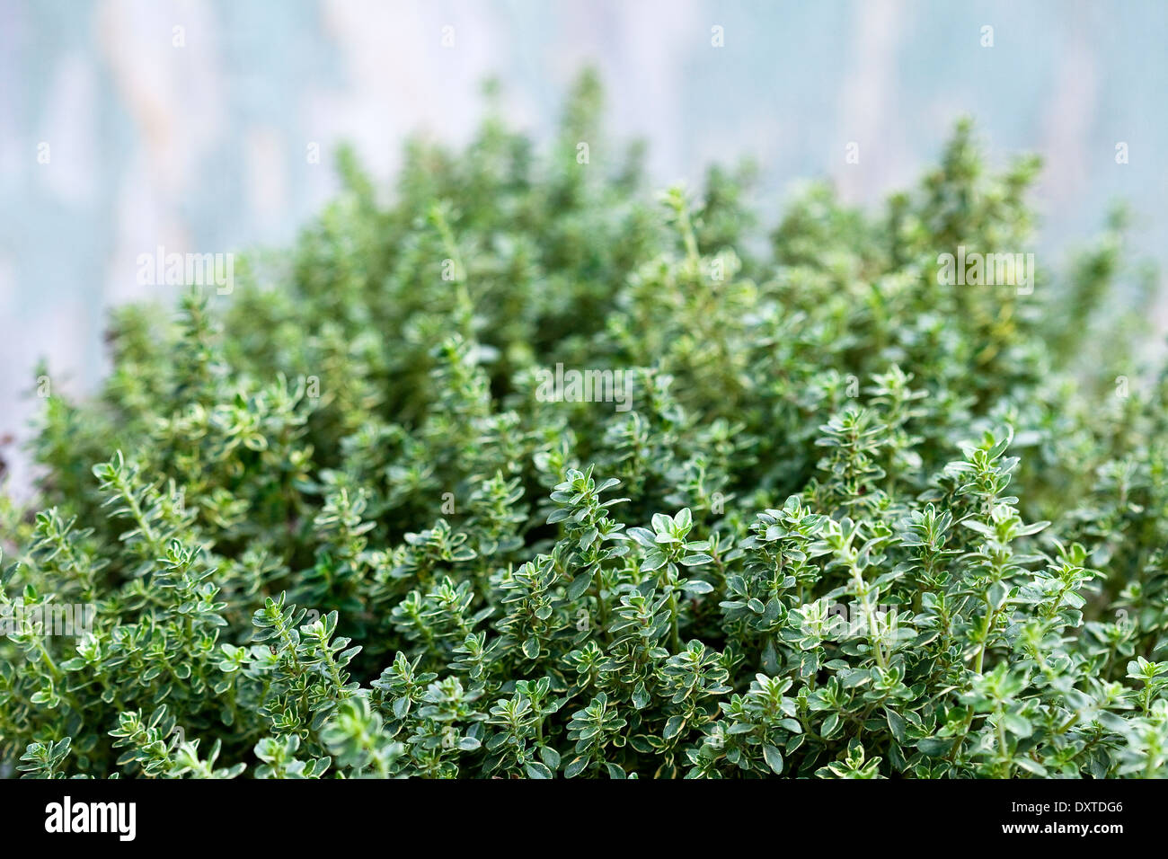 A close up of a thyme plant. Stock Photo
