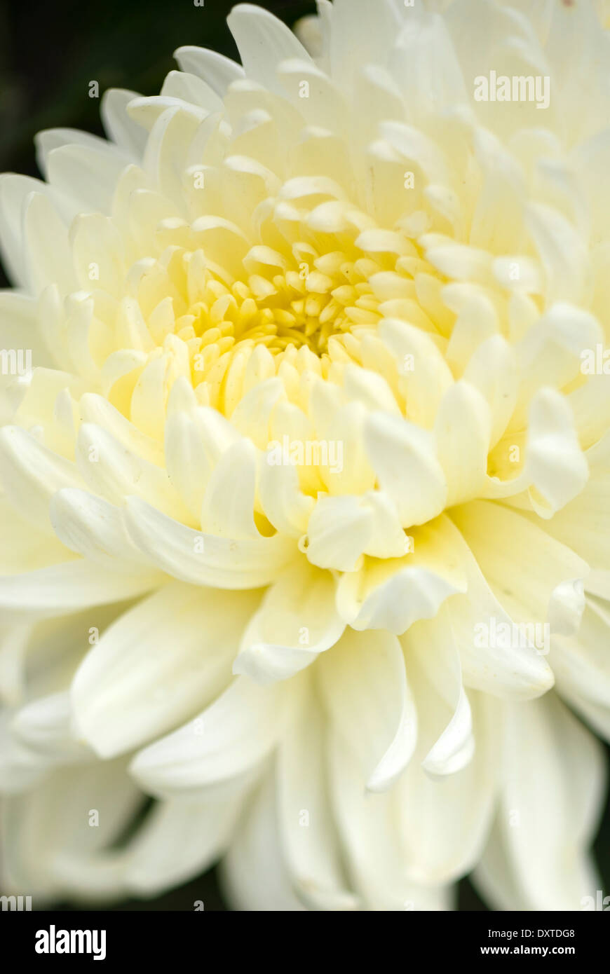 white chrysanthemum novel white chrysanthemum novel