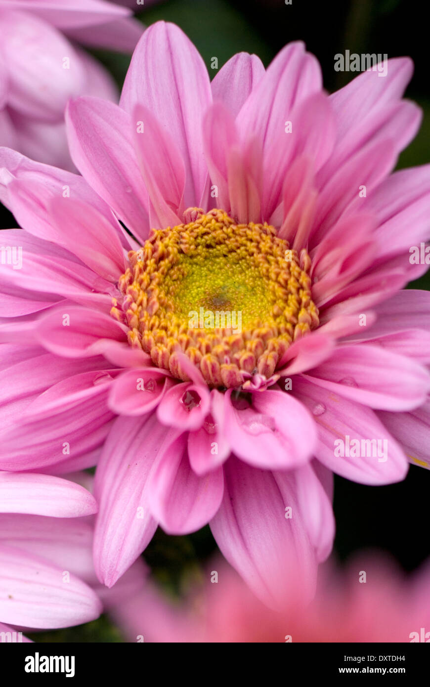 Chrysanthemum 'Lucy', Chrysanthemum. Perennial, September ...