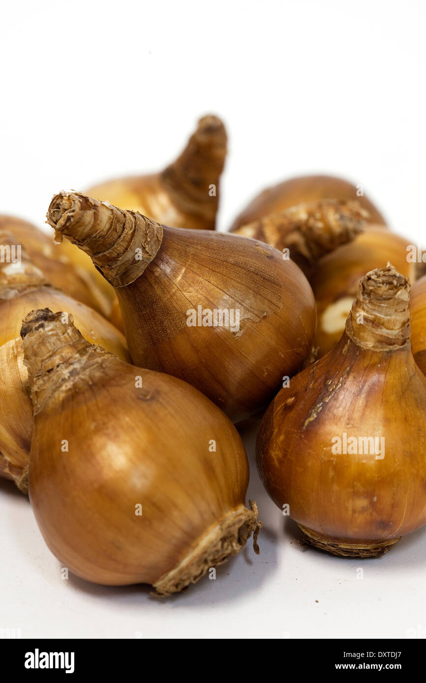 A pile of jonquil bulbs Stock Photo Alamy