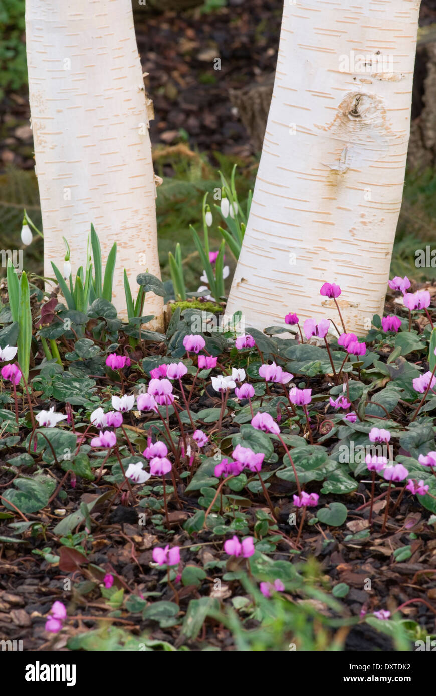 Cyclamen coum and Galanthus with Silver Birch. February, Winter. White and pink bulbs beneath silver birch trees. Stock Photo