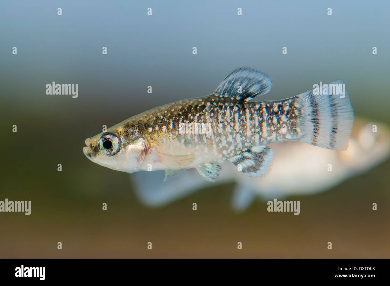 Male of Aphanius iberus, a mosquito larvivorous fish species presently endangered in the Mediterranean since the introduction of the American mosquitofish (Gambusia spp.) in early XXth century, which harms the autochtonous species. Stock Photo