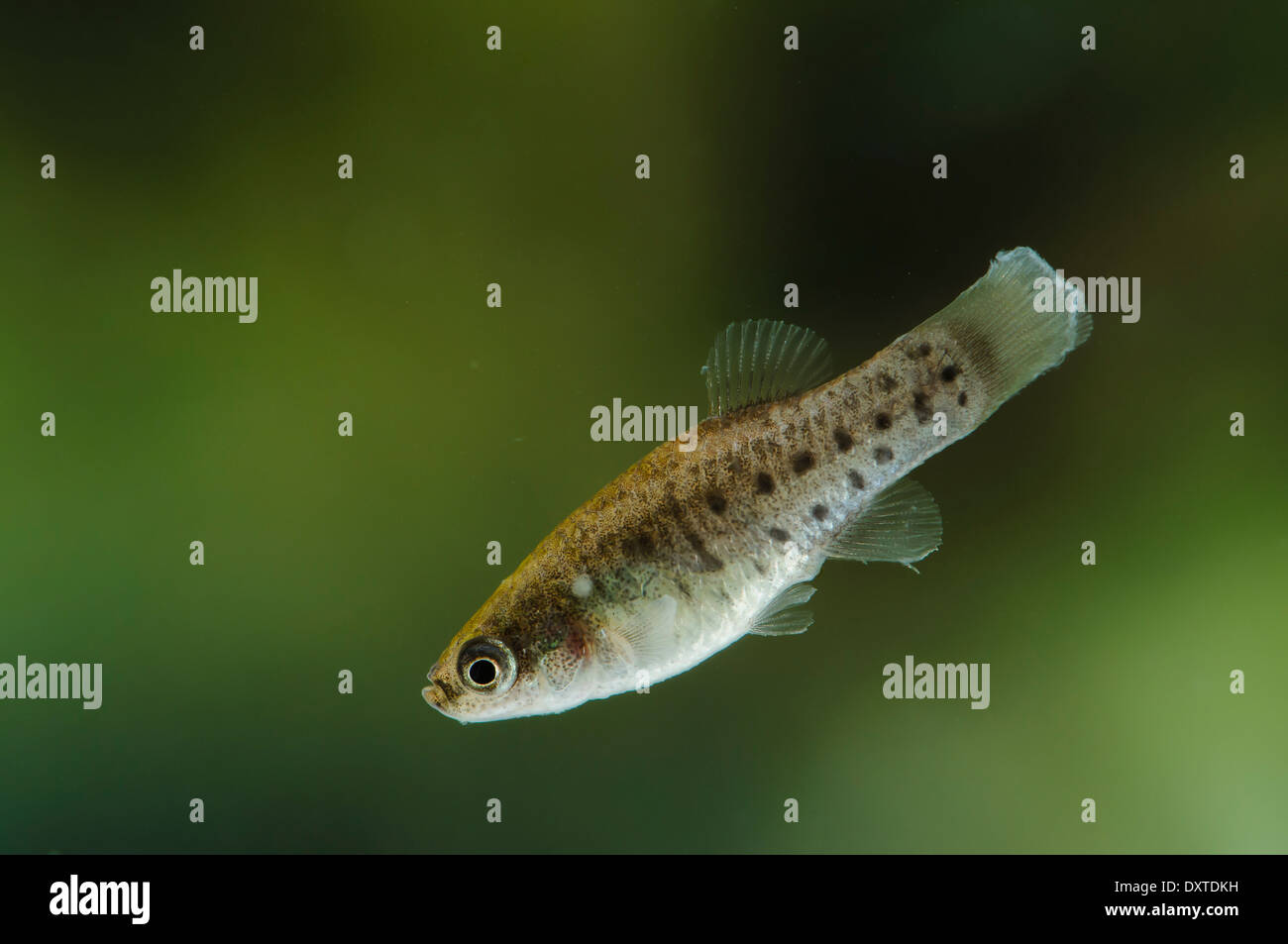 Female of Aphanius iberus, a mosquito larvivorous fish species presently endangered in the Mediterranean since the introduction of the American mosquitofish (Gambusia spp.) in early XXth century, which harms the autochtonous species. Stock Photo