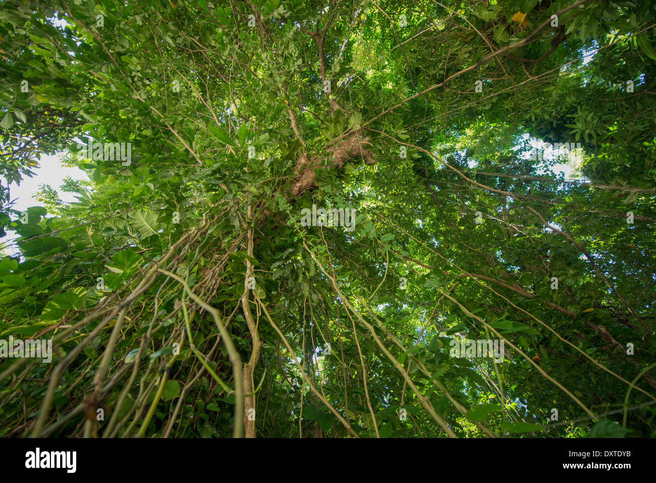 View from below of the canopy of a humid forest, Martinique, French West Indies Stock Photo