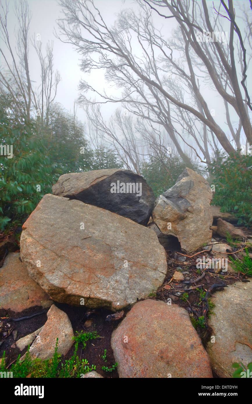 Bush rock amongst regrowth and burnt trees in misty bushland. Stock Photo