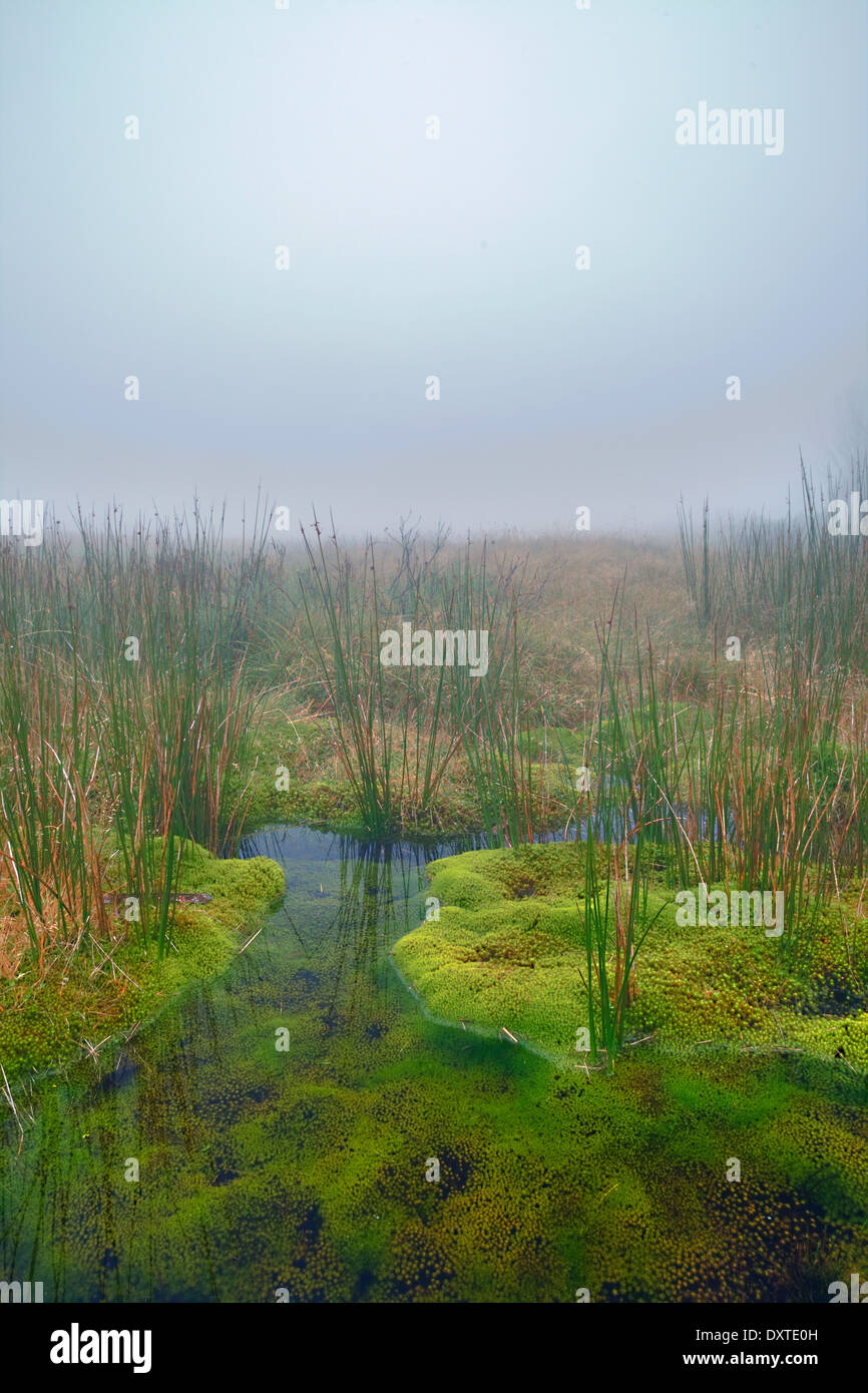 A misty swamp. Stock Photo