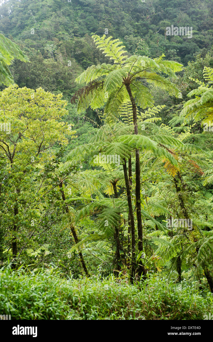 Tropical ferns from the genus Cyathea can reach up to 8 to 10 meters in South American and Antilles rainforests, Martinique, French West Indies Stock Photo